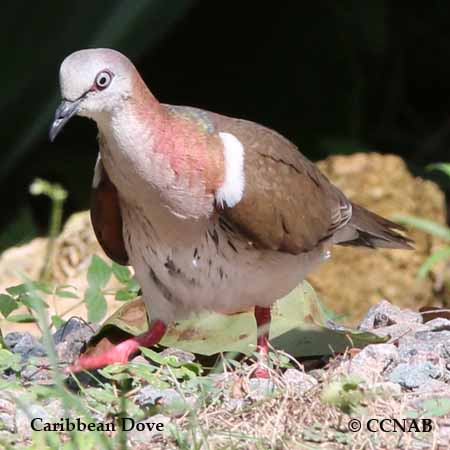 Caribbean Dove