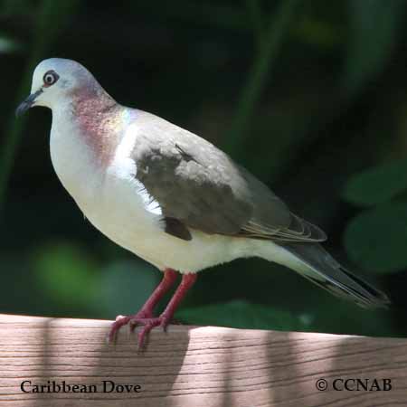 Caribbean Dove