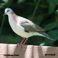 Caribbean Dove range map