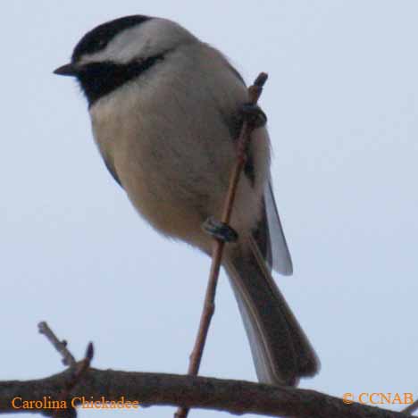 Carolina Chickadee