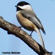 Carolina Chickadee range map