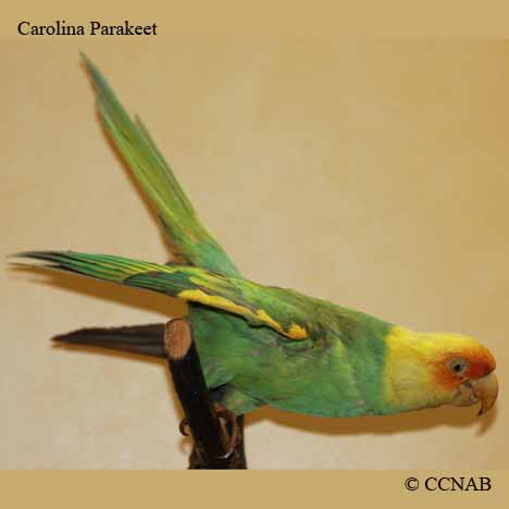 Carolina Parakeet