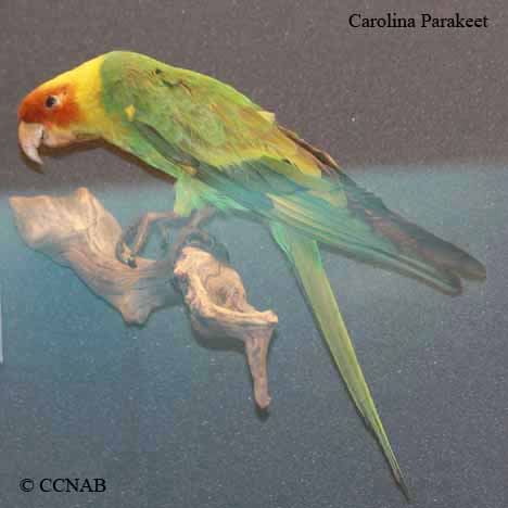 Carolina Parakeet