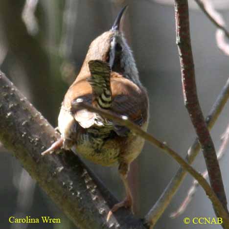 Carolina Wren