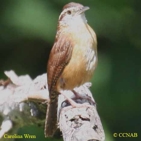 Carolina Wren