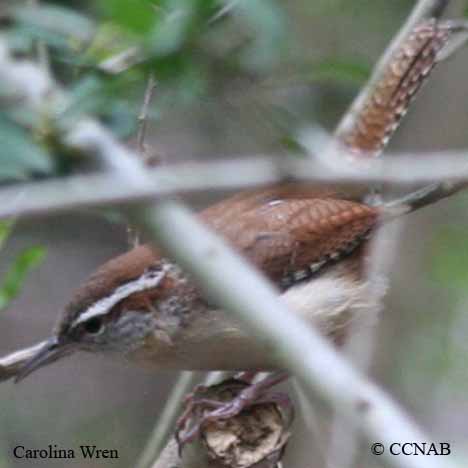 Birds of North America