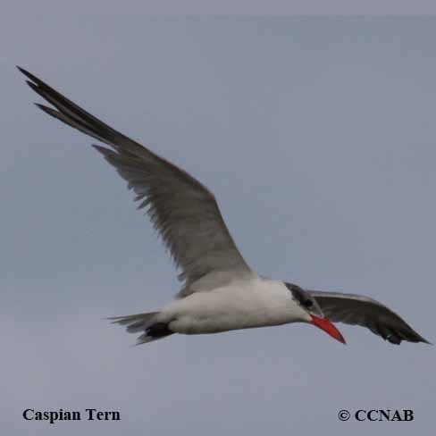 Caspian Tern