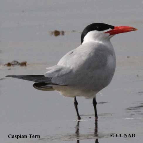 Caspian Tern