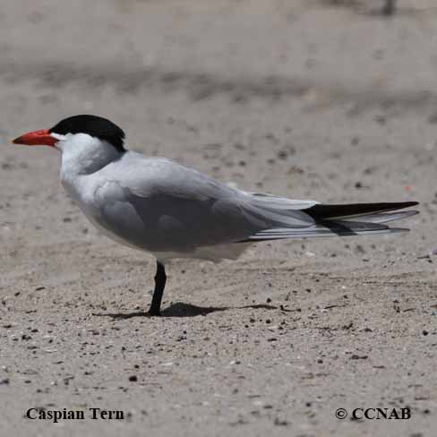 Caspian Tern