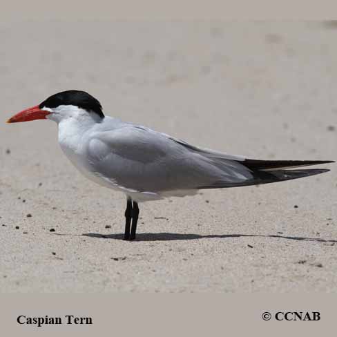 Birds of North America