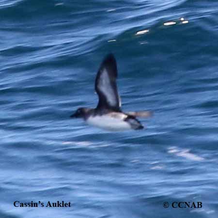 Cassin's Auklet