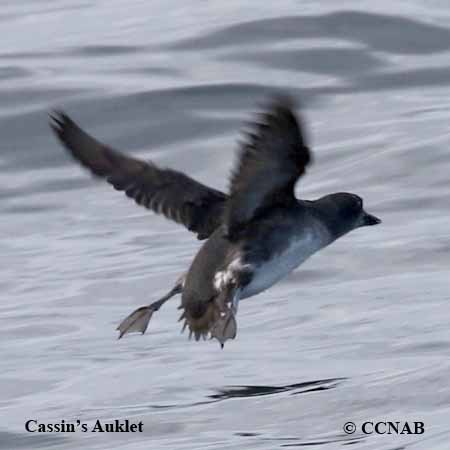 Cassin's Auklet