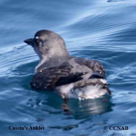 Cassin's Auklet