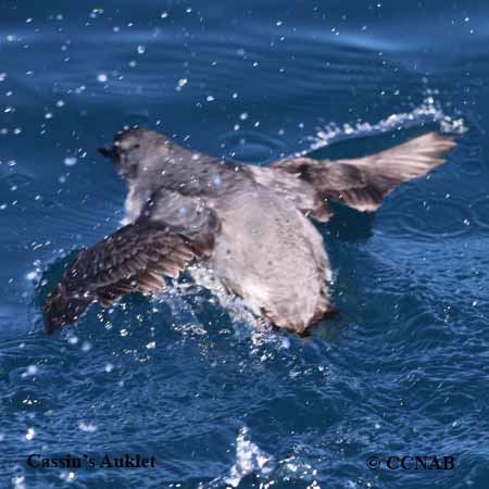 Cassin's Auklet