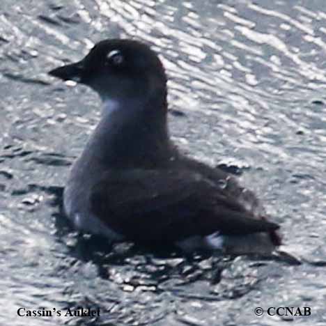 Birds of North America