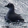 Cassin's Auklet