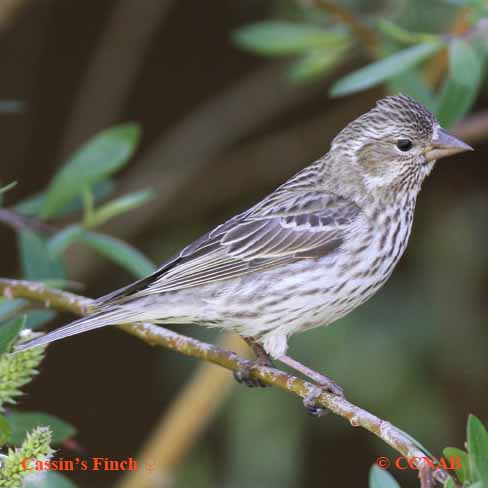 Cassin's Finch