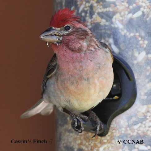 Cassin's Finch