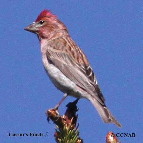 Cassin's Finch