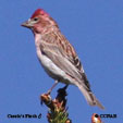 Cassin's Finch