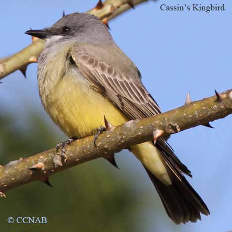 Birds of North America