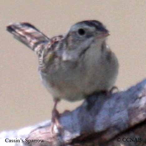 Cassin's Sparrow