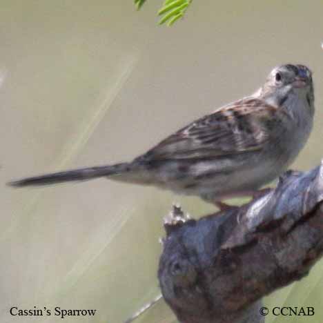 Cassin's Sparrow