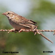 Cassin's Sparrow songs and calls