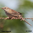 Cassin's Sparrow