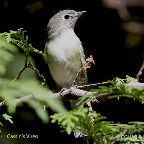 Cassin's Vireo