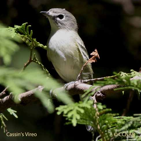 Cassin's Vireo