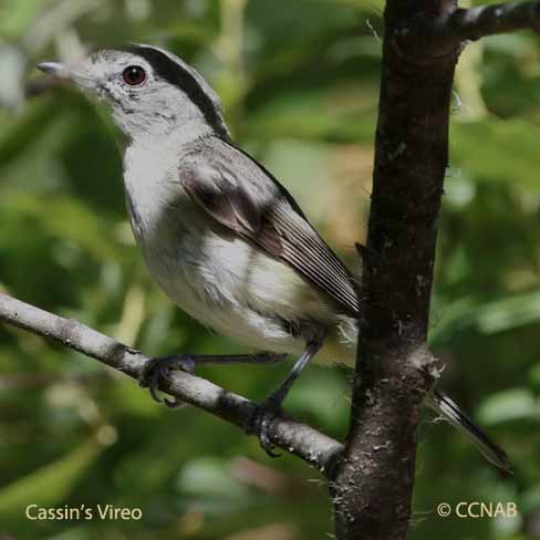 Cassin's Vireo