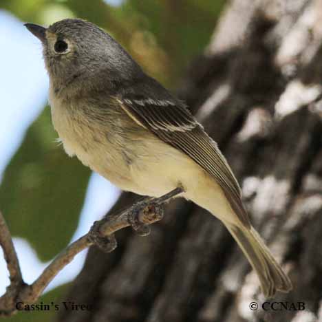 Cassin's Vireo