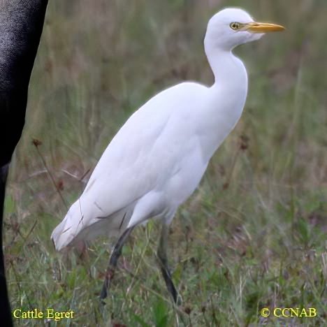 Cattle Egret