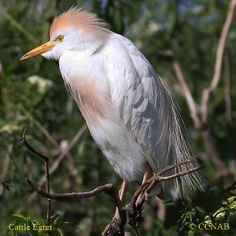 Birds of North America