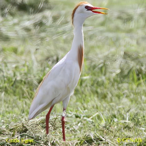 Cattle Egret