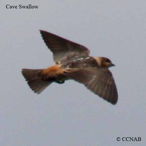 Cave Swallow