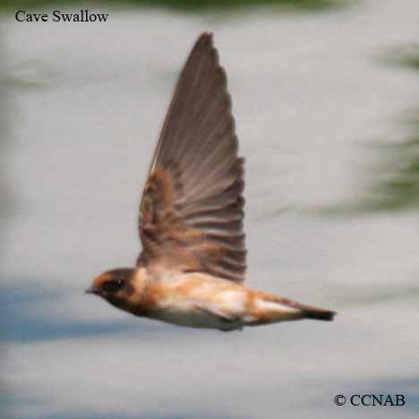 Cave Swallow