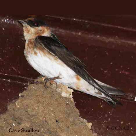 Cave Swallow