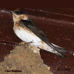 Cave Swallow