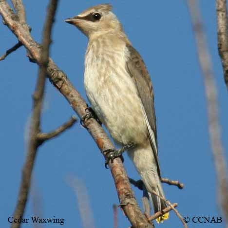 Cedar Waxwing