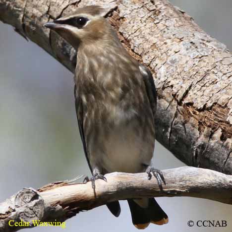 Cedar Waxwing