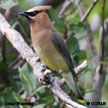 Cedar Waxwing songs and calls