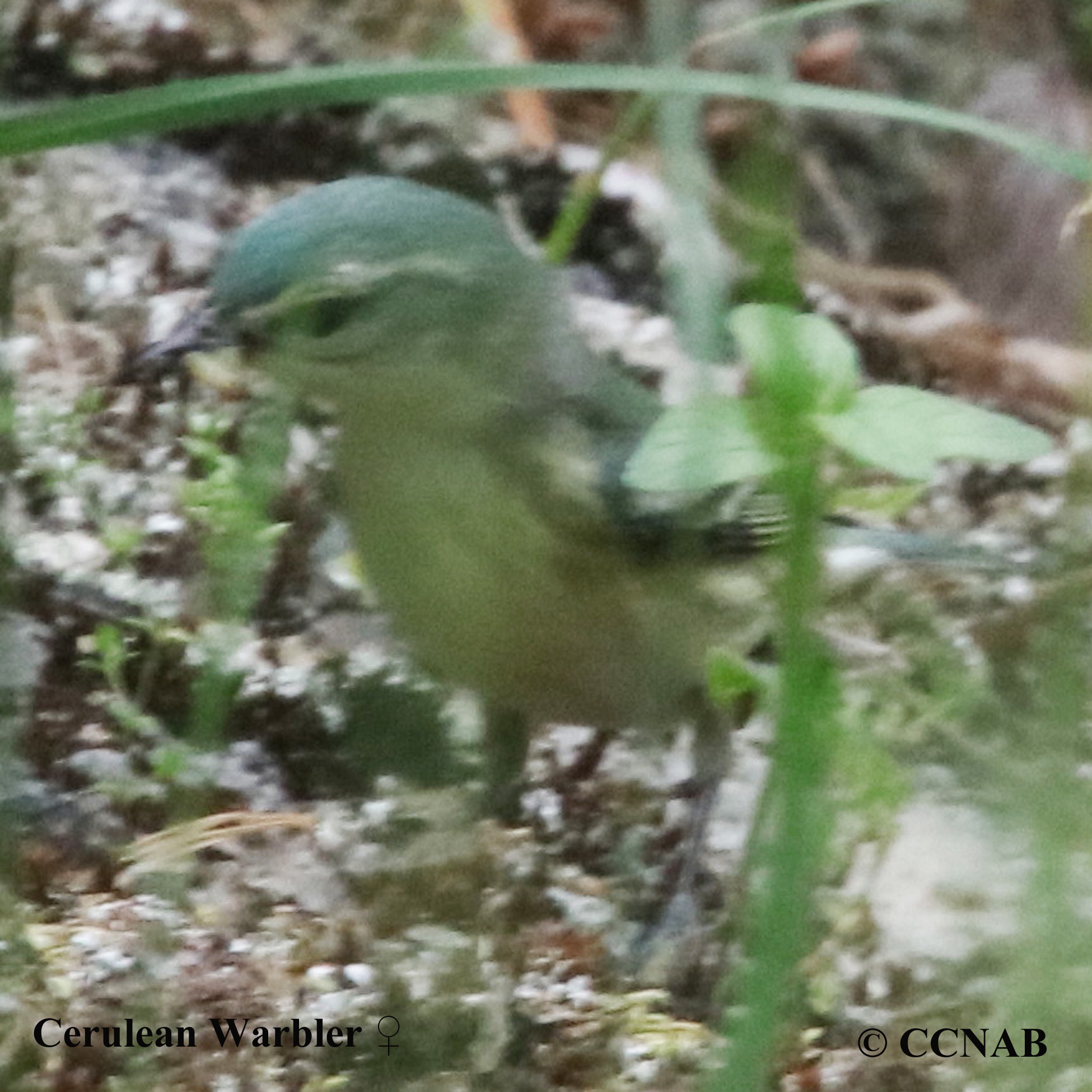 Cerulean Warbler