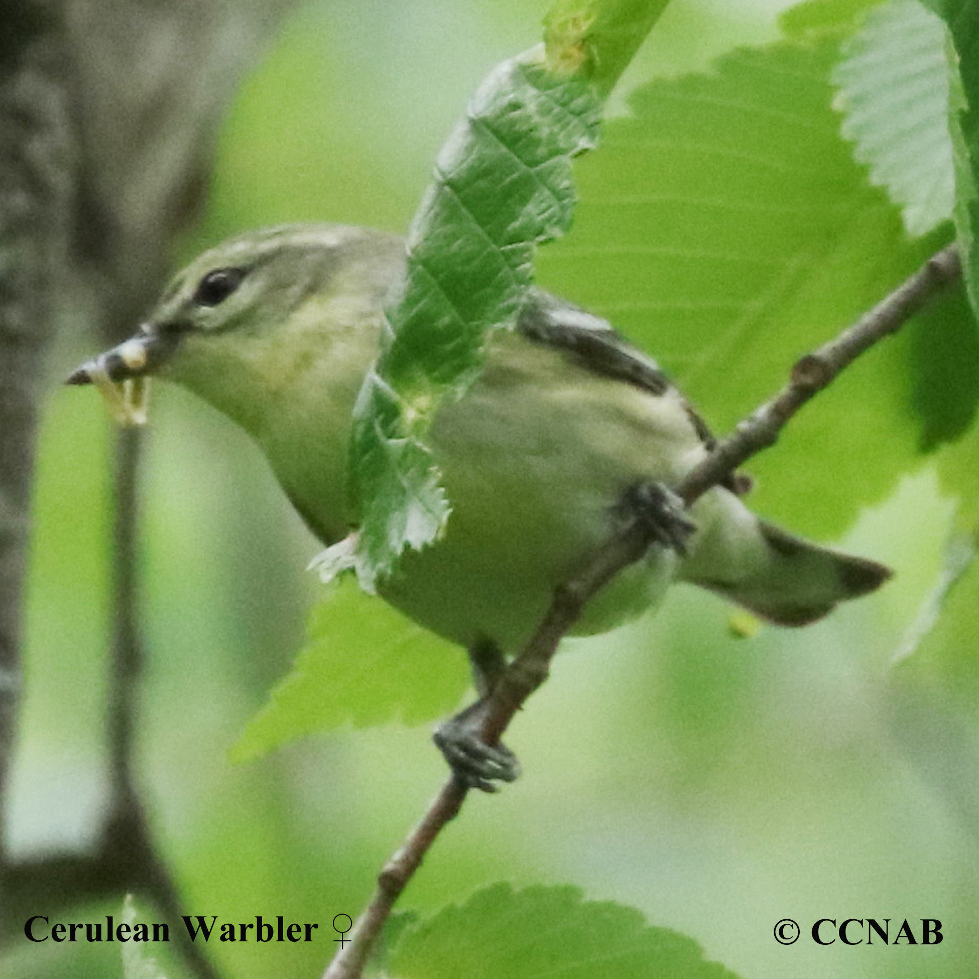 Cerulean Warbler