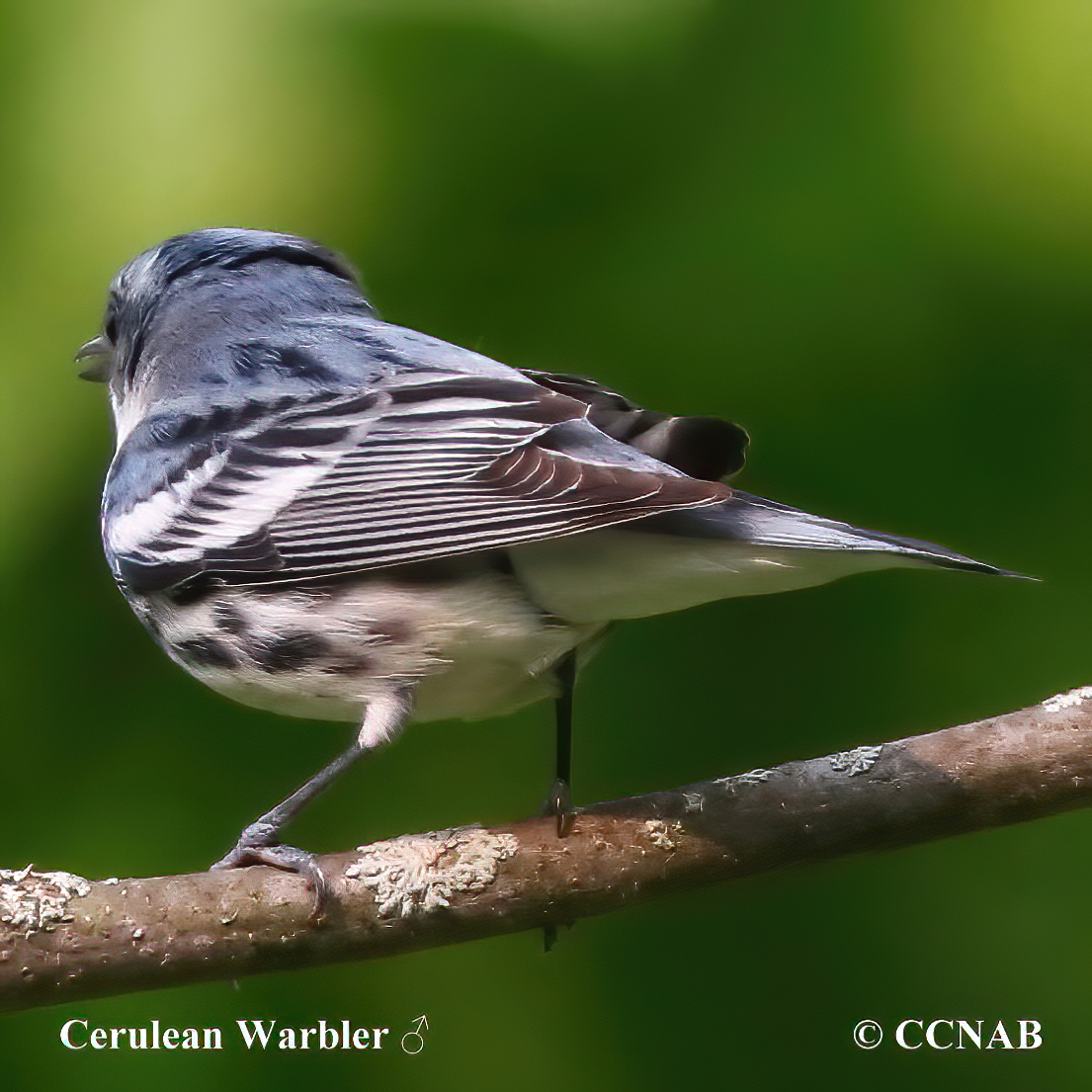 Cerulean Warbler