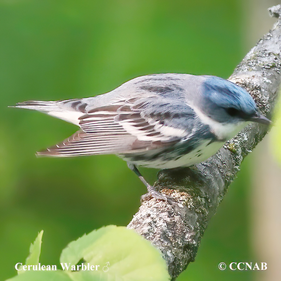  Cerulean Warbler