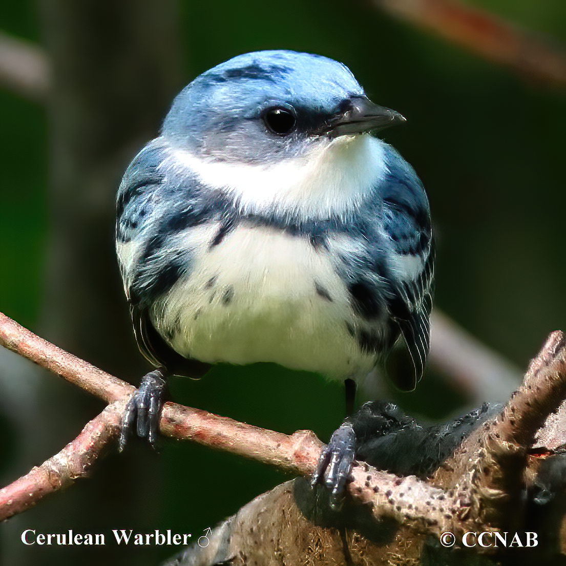 Birds of North America