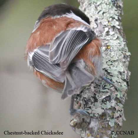 Chestnut-backed Chickadee