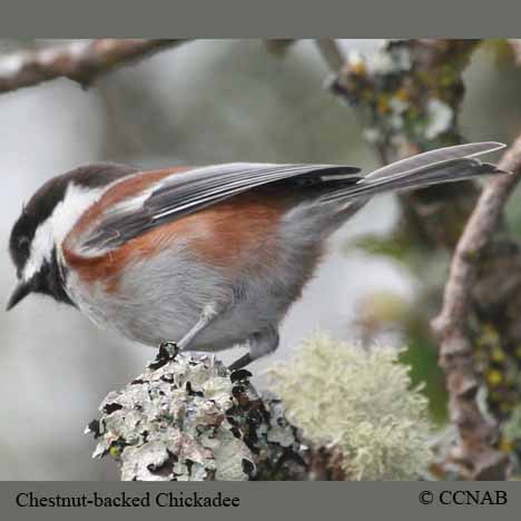 Chestnut-backed Chickadee